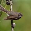 Pavik - Rhipidura albiscapa - Grey Fantail o3604